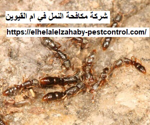 شركة مكافحة النمل في ام القيوين