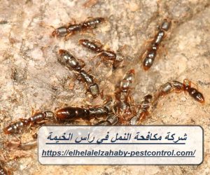 شركة مكافحة النمل في راس الخيمة